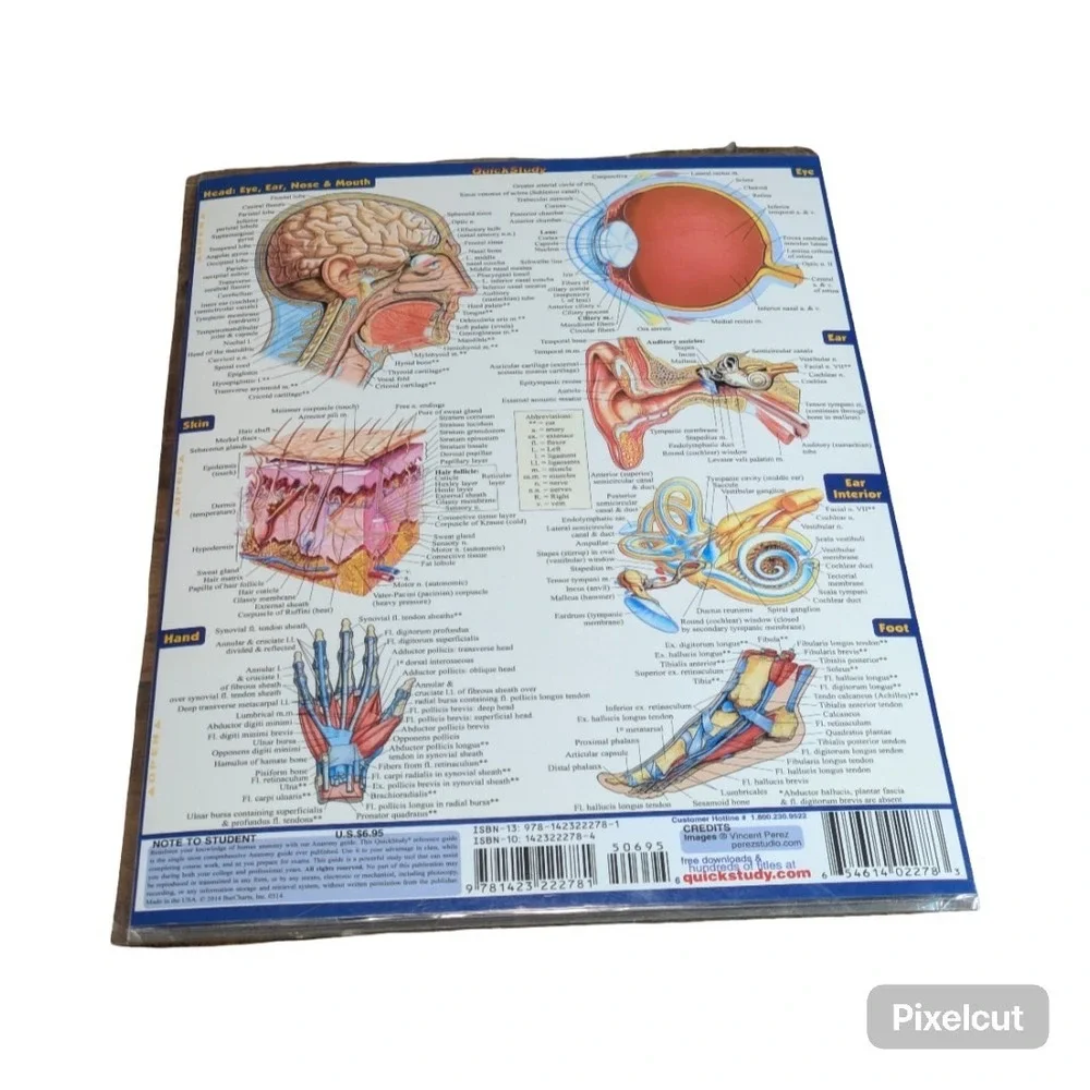 Quick Study Anatomy Laminated Tri-fold Study Guide, Anatomy reference